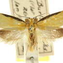 Image of Philobota lonchota Turner 1896