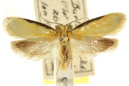 Image of Philobota lonchota Turner 1896