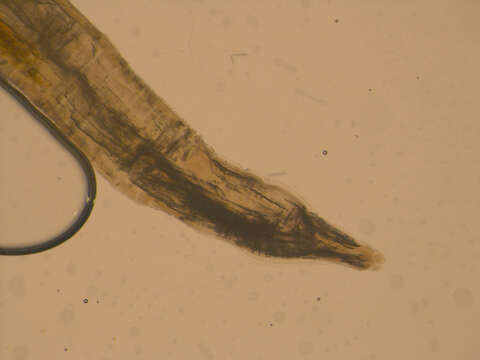Image of Ascaridiidae