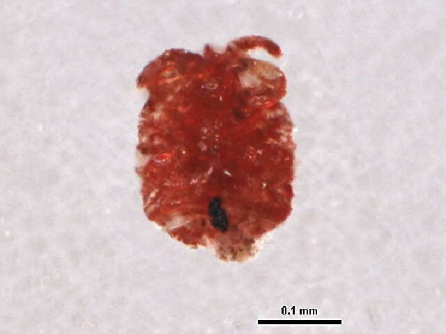 Image of Pseudococcinae