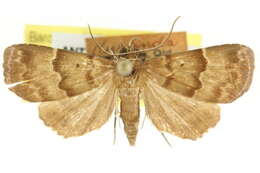 Image of Catada charalis Swinhoe 1900