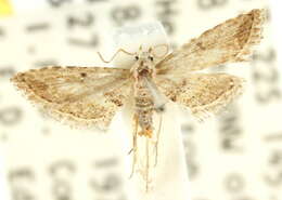 Imagem de Araeopteron canescens Walker 1865