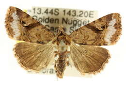 Sivun <i>Pyripnoa sciaptera</i> kuva