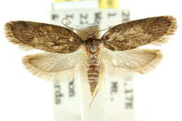 Image of <i>Philobota actias</i>