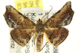 Image of Coelocrossa hypocrocea Turner 1919