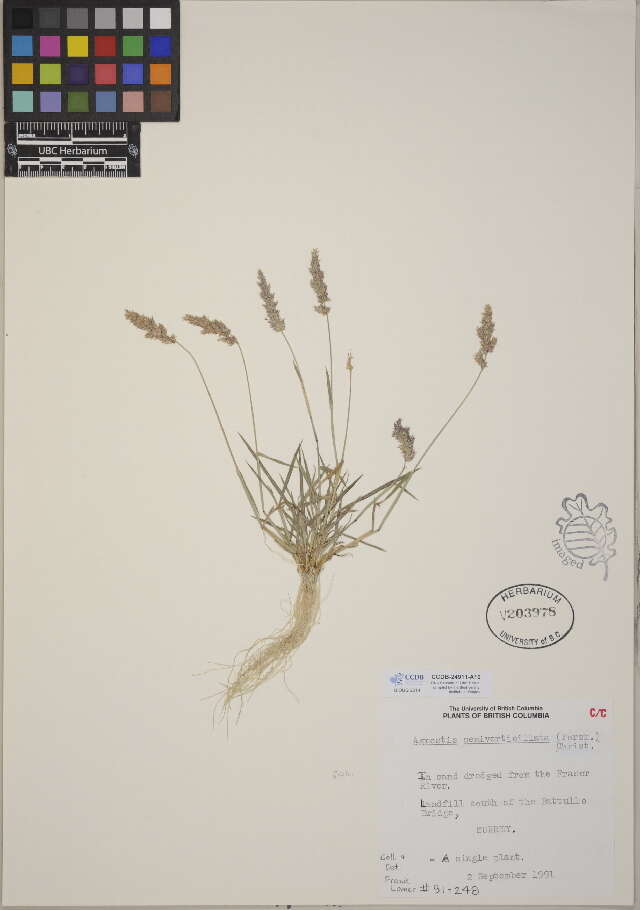 Image of Rabbitsfoot grass