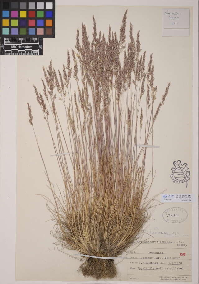 Image of clubawn grass