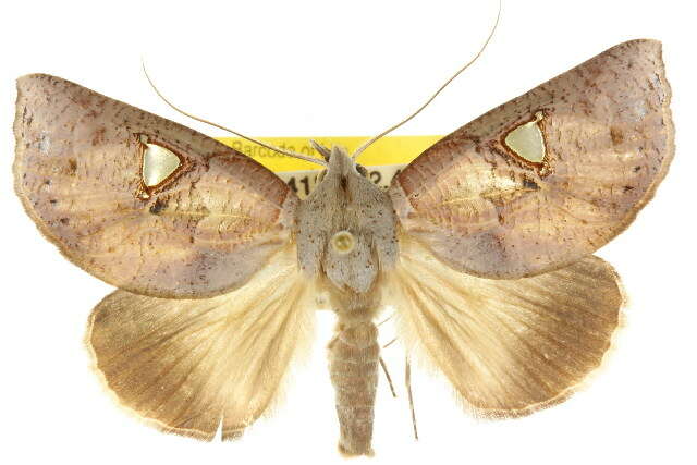 Image of Pterogonia cardinalis Holloway 1976