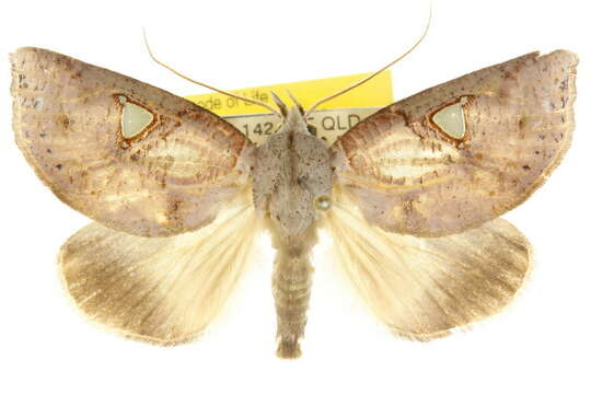 Image of Pterogonia cardinalis Holloway 1976