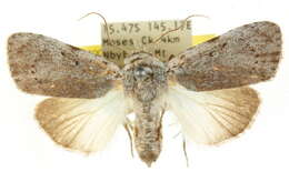 Image of Barasa cymatistis Meyrick 1889