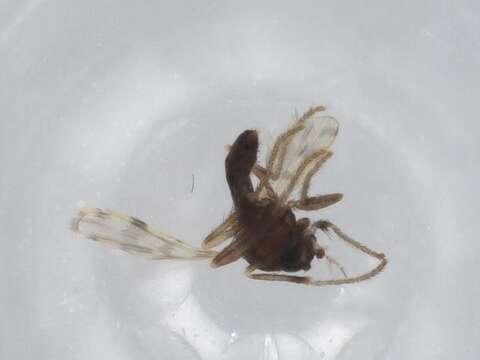 Image of frog-biting midges