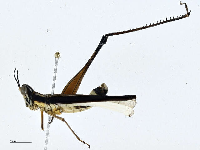 Image of monkey grasshoppers