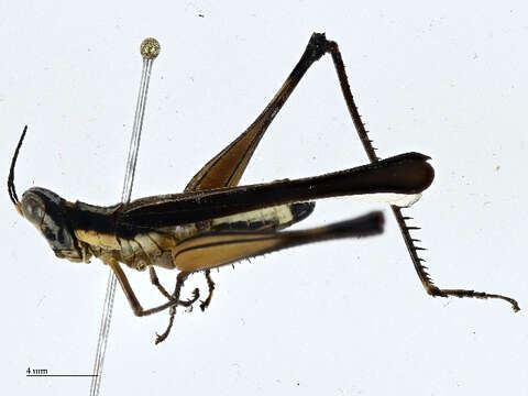 Image of monkey grasshoppers