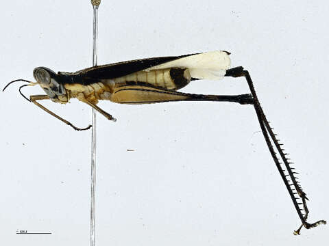 Image of monkey grasshoppers