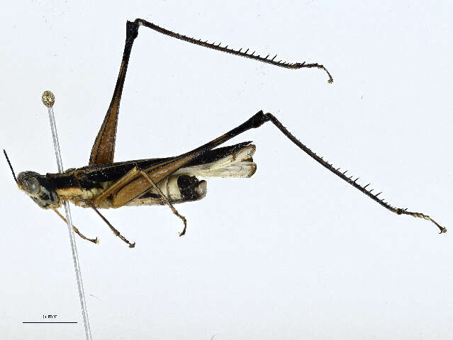 Image of monkey grasshoppers