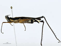 Image of monkey grasshoppers