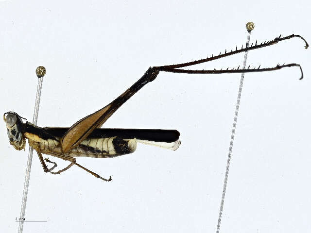 Image of monkey grasshoppers