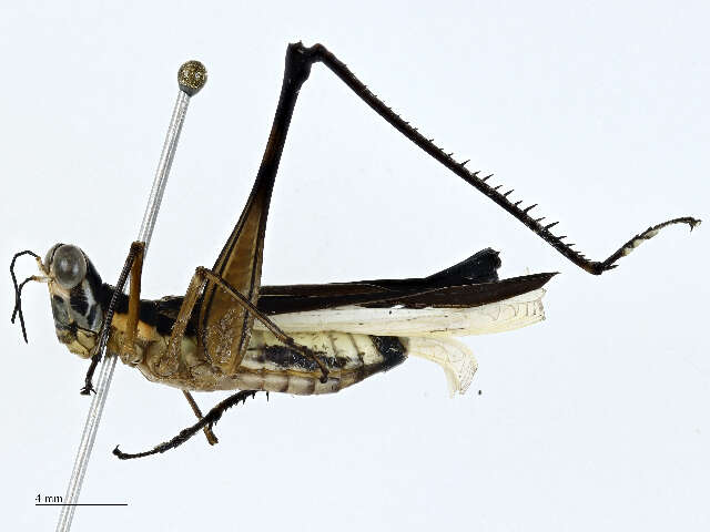 Image of monkey grasshoppers