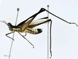 Image of monkey grasshoppers