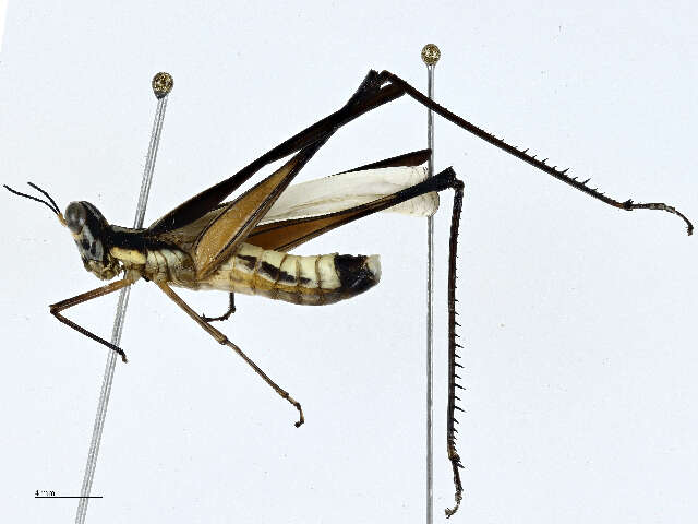 Image of monkey grasshoppers