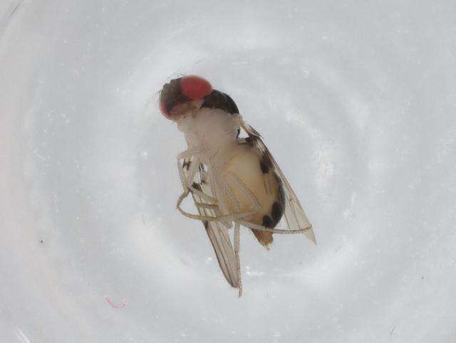 Image of Mycodrosophila