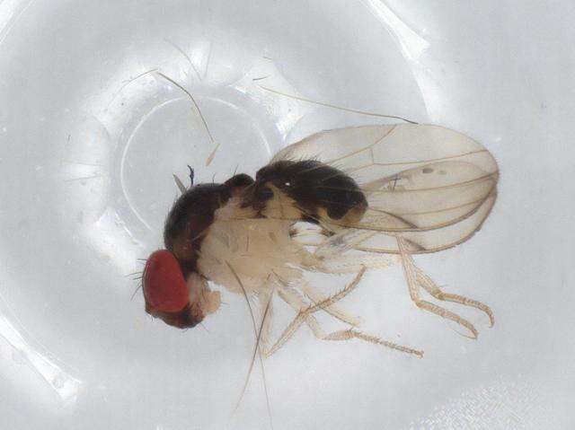 Image of Mycodrosophila