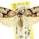 Image of <i>Nola delograpta</i>