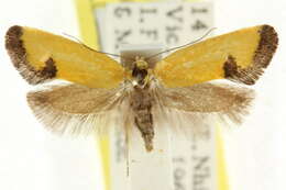 Image of <i>Microbela epicona</i>