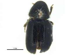 Image of Conophthorus