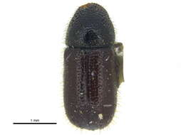 Image of Conophthorus