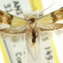 Image of <i>Temnogyropa stenomorpha</i>