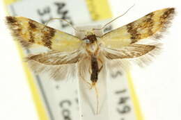 Imagem de <i>Temnogyropa stenomorpha</i>