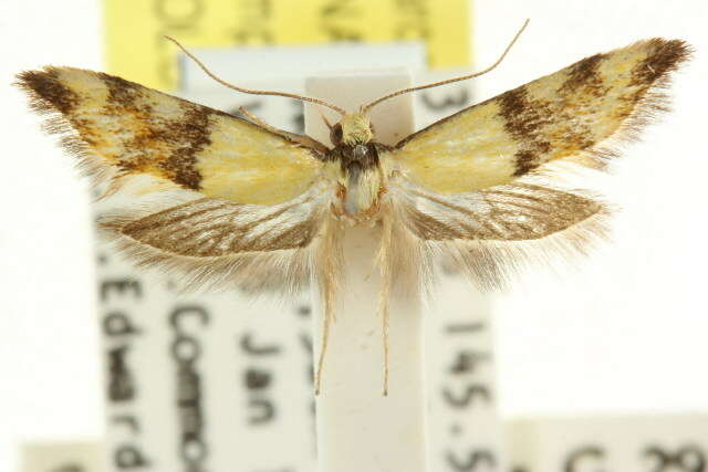 Imagem de <i>Temnogyropa stenomorpha</i>