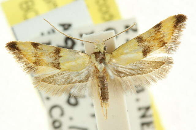 Imagem de <i>Temnogyropa stenomorpha</i>