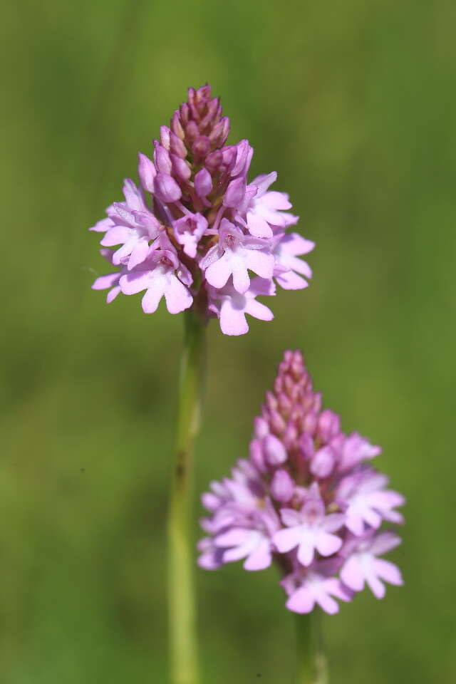 Image of Anacamptis