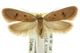 Image of <i>Pachybela sarcosma</i>