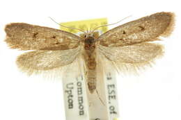 Image of <i>Pachybela sarcosma</i>