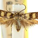 Image of Scythris