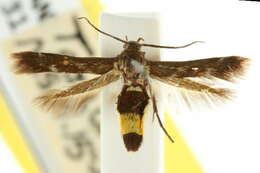 Image of Scythris