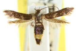 Image of Scythris