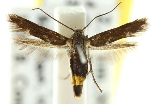 Image of Eretmocera