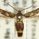 Image of Eretmocera