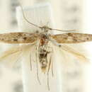 Image of Scythris