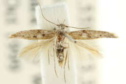 Image of Scythris