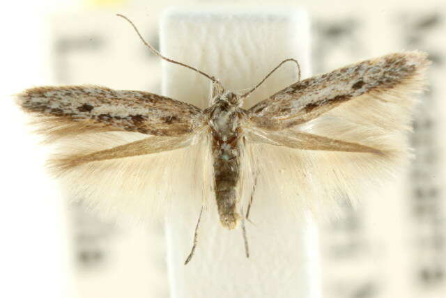 Image of Scythris