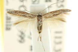 Image of Scythris