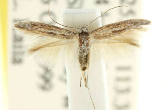 Image of Scythris