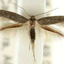 Image of Scythris