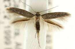 Image of Scythris