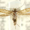 Image of Scythris